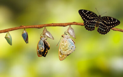 Change Your Perception of Change and Thrive